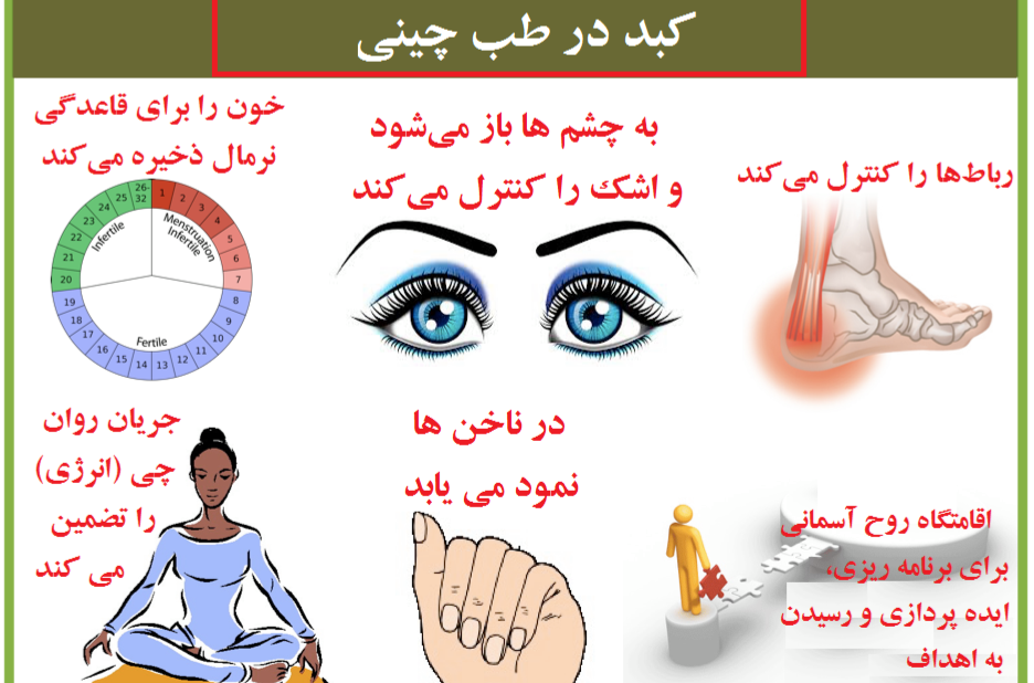 عملکردهای کبد و مشکلات مربوط به آن عملکردهای کبد و مشکلات مربوط به آن
